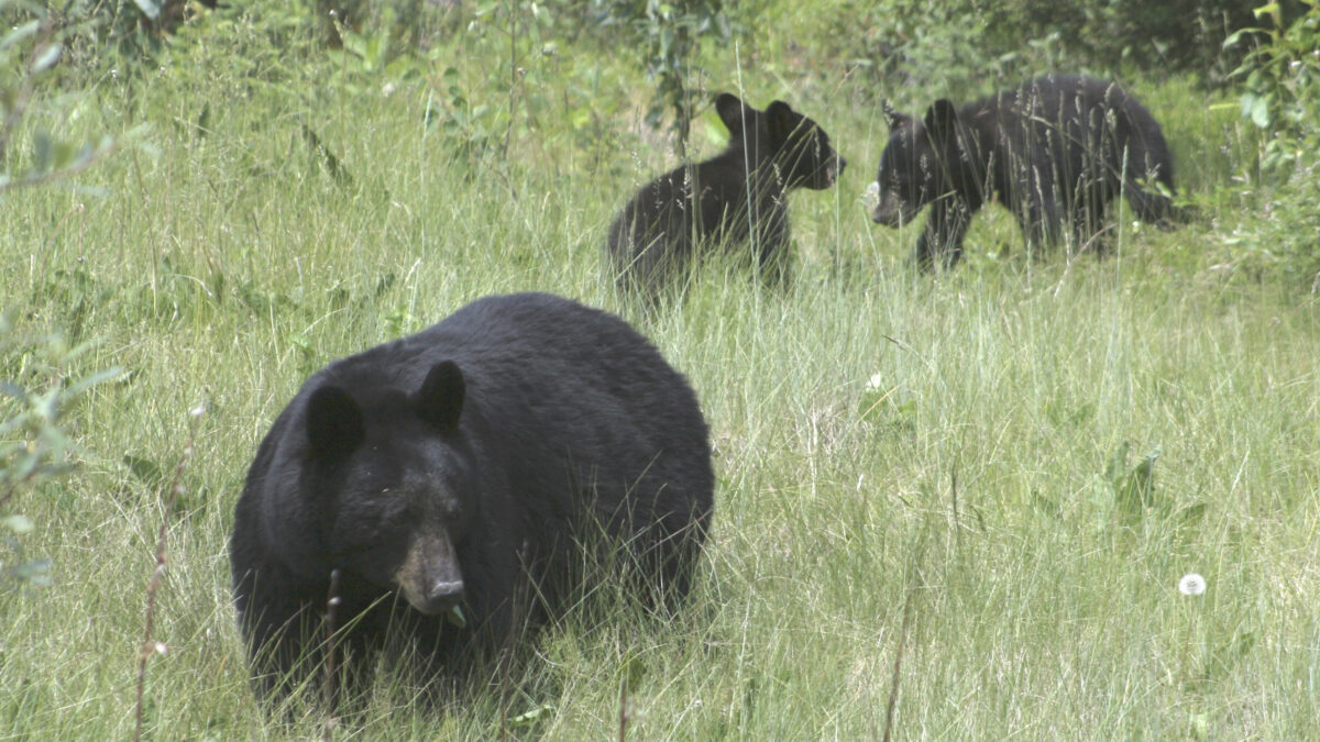 Viewing Wildlife along the Icefields Parkway, Jasper and Lake Louise